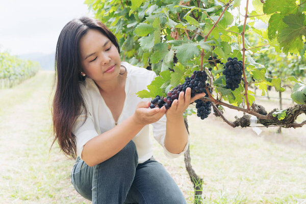 Vineyard worker checking wine grapes in vineyard