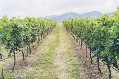 Tepe üzerinde bağ yolu ve dağ arka plan manzara