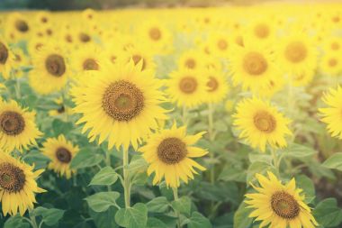 Ayçiçeği ayçiçeği alanında, seçici odak