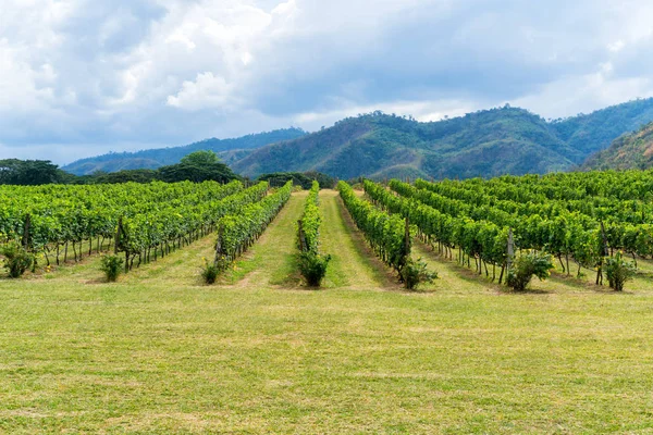 Vinhedo e paisagem de fundo de montanha na colina — Fotografia de Stock