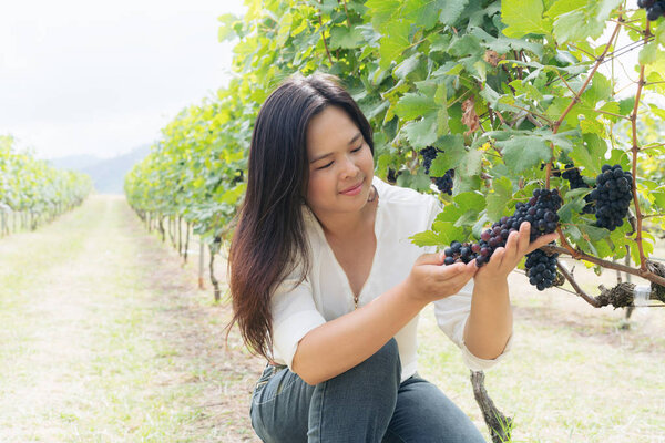 Vineyard worker checking wine grapes in vineyard