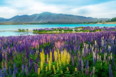 Lake Tekapo Lupin alan Yeni Zelanda