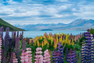 Lake Tekapo Lupin alanına Yeni Zelanda manzara
