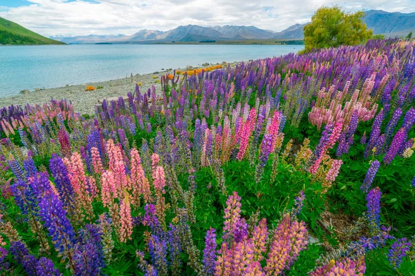 Krajina u jezera Tekapo Lupin pole na Novém Zélandu — Stock fotografie