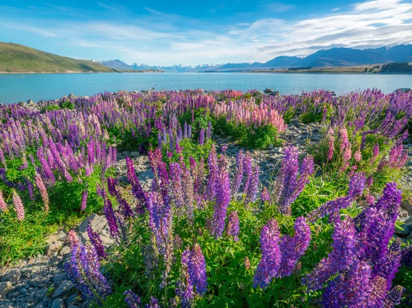 Táj a Lake Tekapo csillagfürt Field Új-Zéland — Stock Fotó