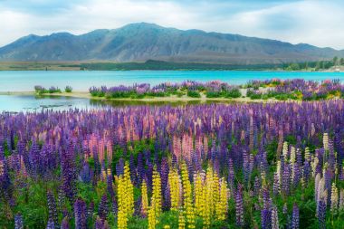 Lake Tekapo Lupin alan Yeni Zelanda