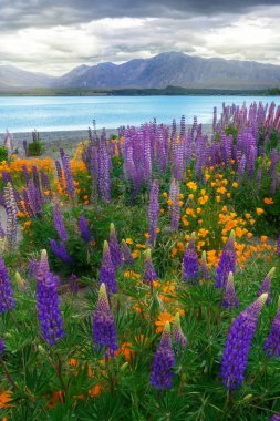 Lake Tekapo Lupin alanına Yeni Zelanda manzara