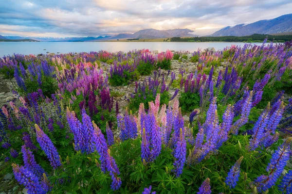 Lago Tekapo Lupin Campo Focus miscelato — Foto Stock