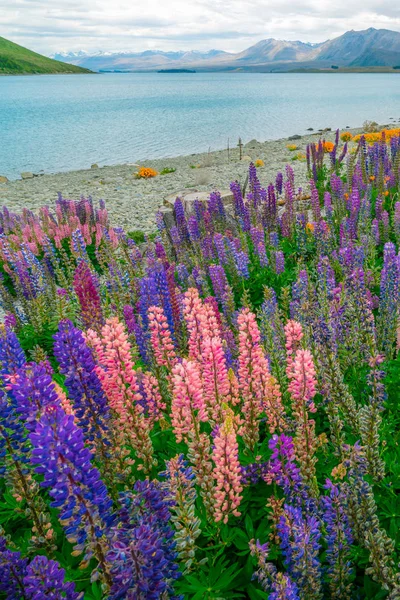 Krajobraz w Lake Tekapo Lupin pola w Nowej Zelandii — Zdjęcie stockowe