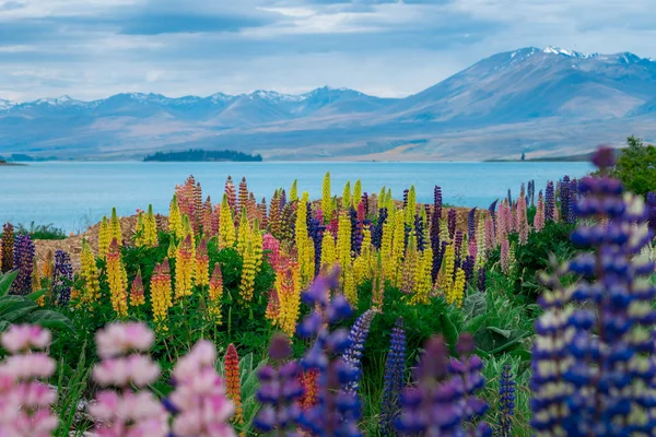 Krajina u jezera Tekapo Lupin pole na Novém Zélandu — Stock fotografie