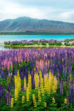Lake Tekapo Lupin alan Yeni Zelanda