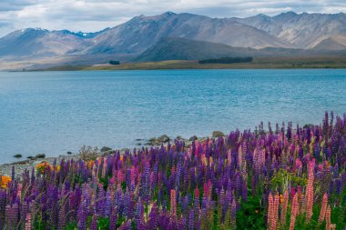 Lake Tekapo Lupin alanına Yeni Zelanda manzara