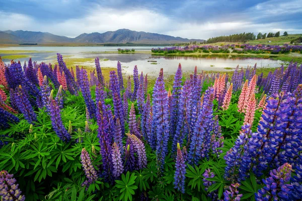 Lake Tekapo Lupin Field Focus ve směsi — Stock fotografie