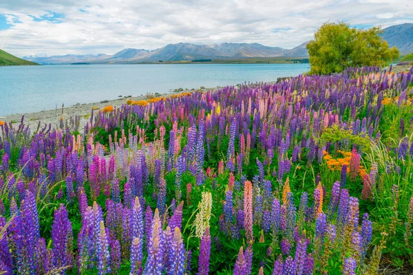 Paesaggio al lago Tekapo Lupin Field in Nuova Zelanda — Foto Stock