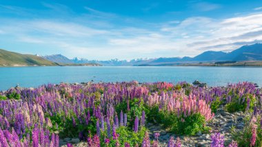 Lake Tekapo Lupin alanına Yeni Zelanda manzara