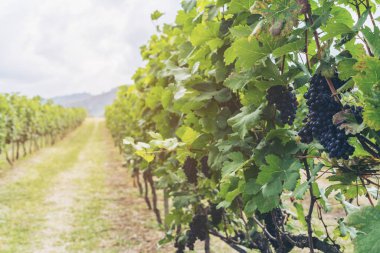 Olgun üzüm bağları demet