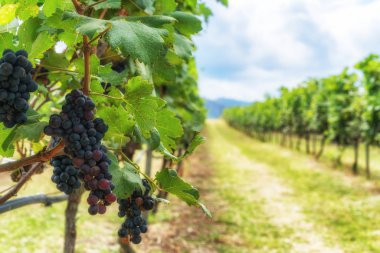 Olgun üzüm bağları demet