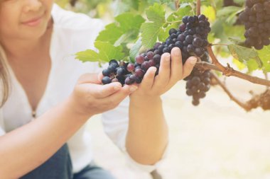 Şaraplık üzüm bağı içinde kontrol bağ işçi