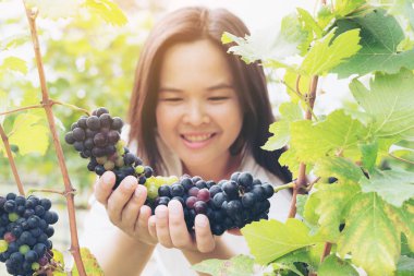 Şaraplık üzüm bağı içinde kontrol bağ işçi