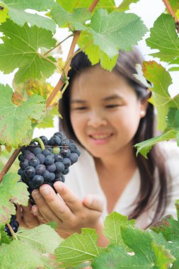 Şaraplık üzüm bağı içinde kontrol bağ işçi