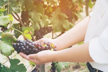 Şaraplık üzüm bağı içinde kontrol bağ işçi