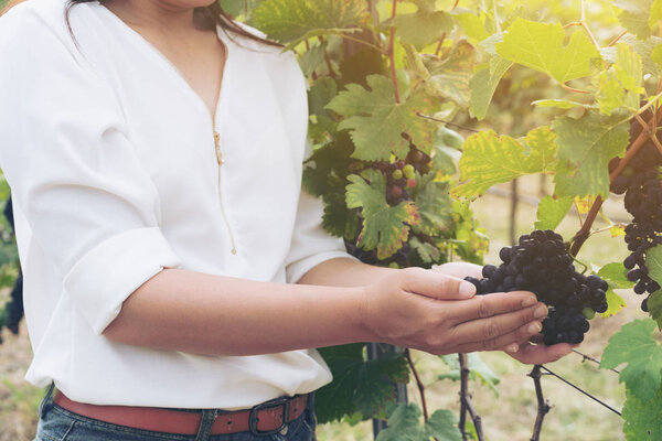 Vineyard worker checking wine grapes in vineyard