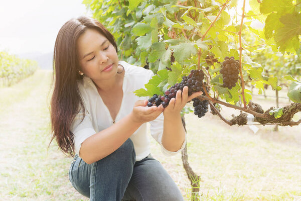 Vineyard worker checking wine grapes in vineyard