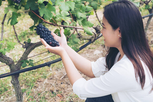 Vineyard worker checking wine grapes in vineyard