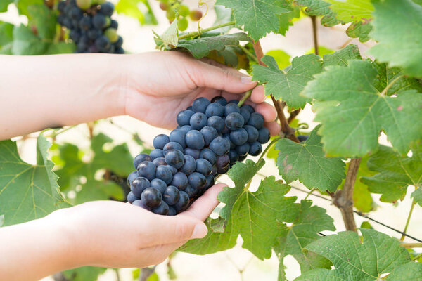 Vineyard worker checking wine grapes in vineyard