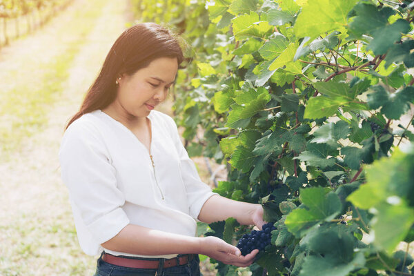 Vineyard worker checking wine grapes in vineyard