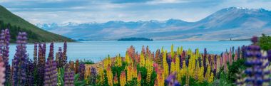 Lake Tekapo Lupin alanına Yeni Zelanda manzara
