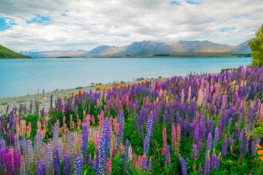 Lake Tekapo Lupin alanına Yeni Zelanda manzara
