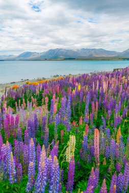 Lake Tekapo Lupin alanına Yeni Zelanda manzara