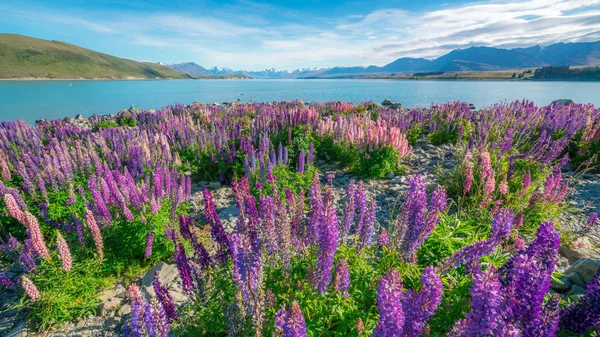 Krajobraz w Lake Tekapo Lupin pola w Nowej Zelandii — Zdjęcie stockowe