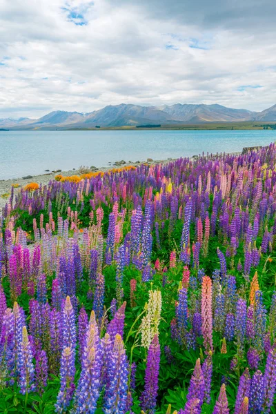 Krajina u jezera Tekapo Lupin pole na Novém Zélandu — Stock fotografie