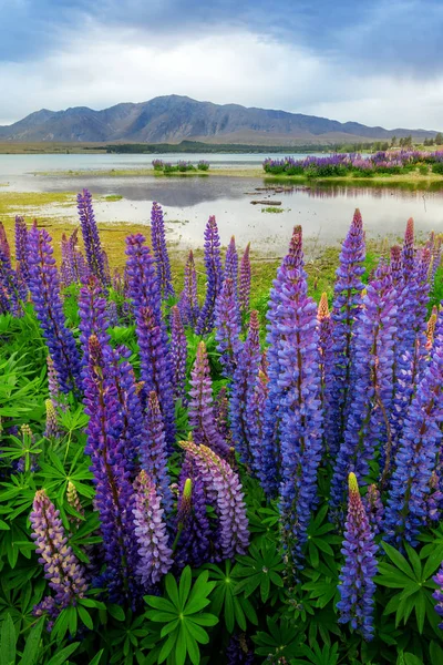Lake Tekapo Lupin alan odak karışık