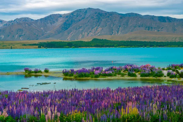 Lake Tekapo Lupin veld in Nieuw-Zeeland — Stockfoto