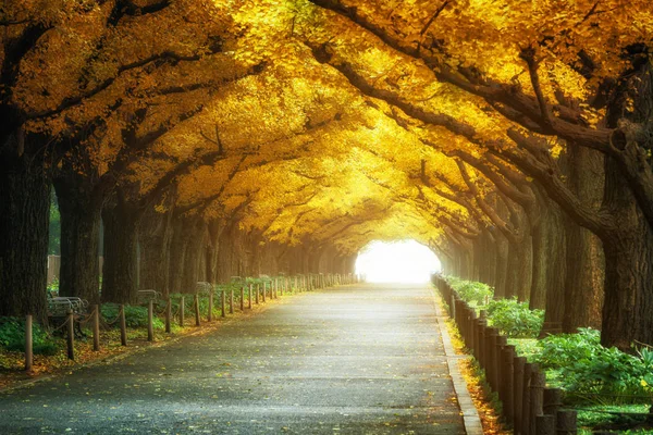 Güzel yol yol sonbaharda ağaçlar kemerin altında