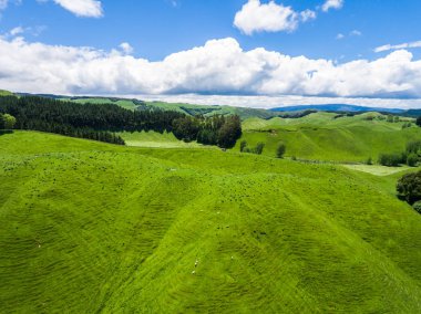 Havadan görünümü koyun çiftliği hill, Rotorua, Yeni Zelanda