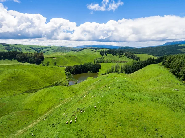 Aerial view sheep farm hill, Rotorua, New Zealand — Stock Photo, Image