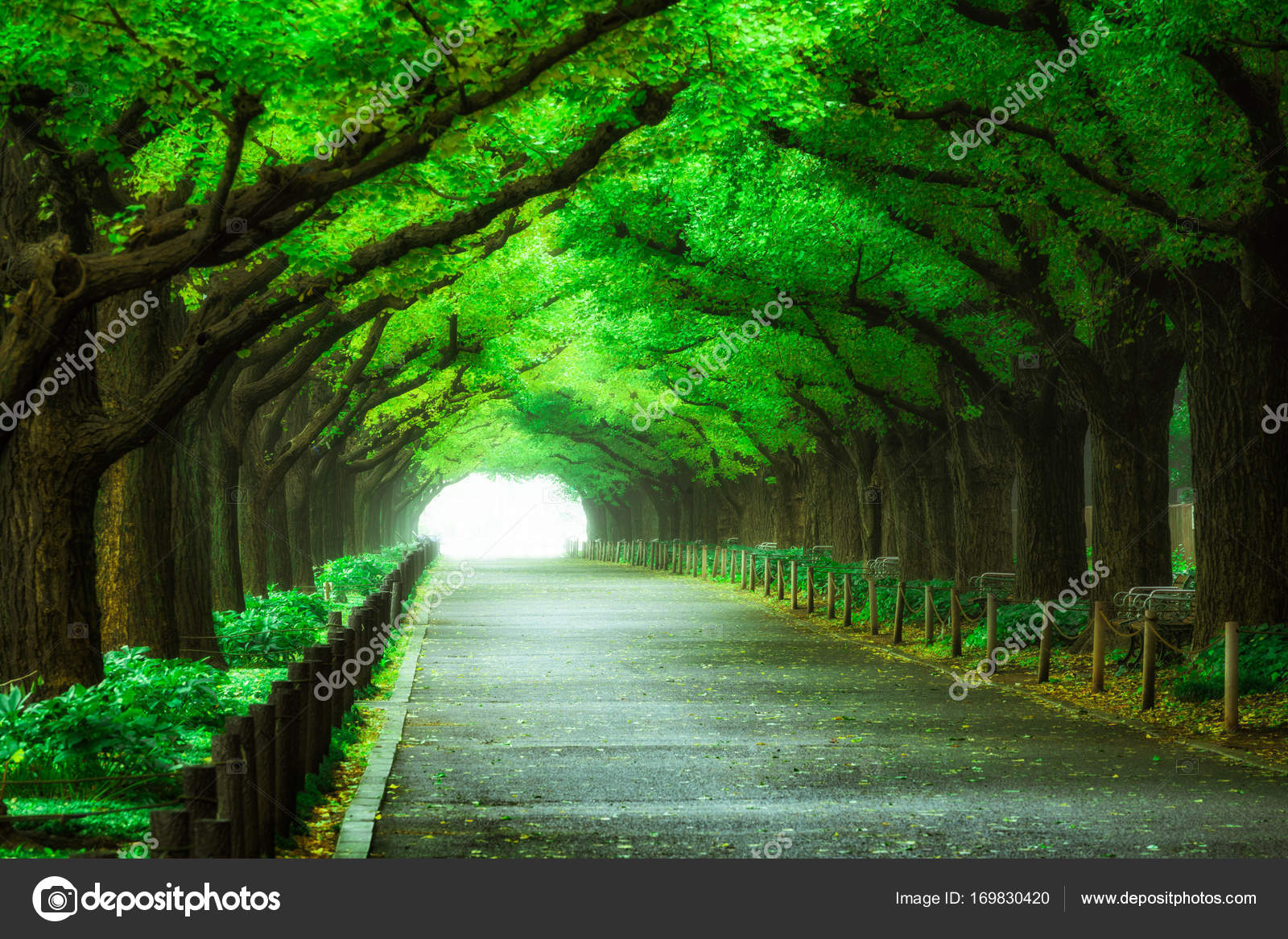 Hermoso camino camino bajo el túnel del arco de los árboles — Foto de stock  #169830420 © BiancoBlue, image size:1600x1167