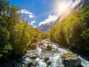 Rocky river yatay yağmur ormanlarında, Yeni Zelanda