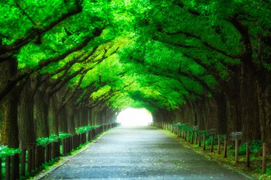 Güzel yol yol ağaçlar kemer tünel altında