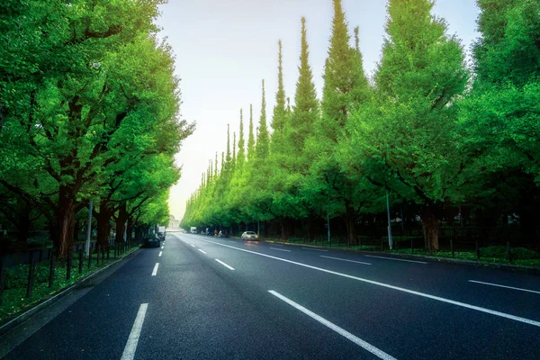 Piękna droga z drzew na sideroad — Zdjęcie stockowe