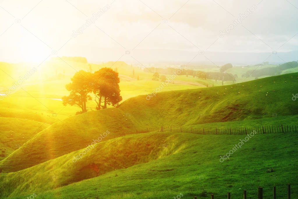 Morning sunrise at green grass farm on the hill.