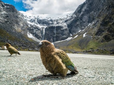 Yeni Zelanda 'da Kea kuşu