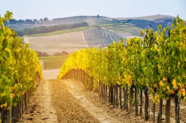 Vineyard peyzaj Toskana, İtalya.
