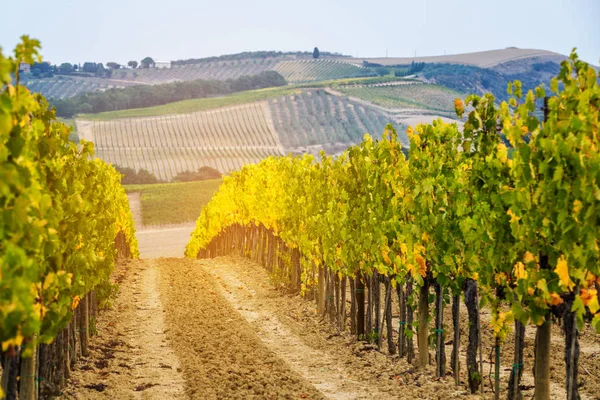 Wijngaard landschap in Toscane, Italië. — Stockfoto