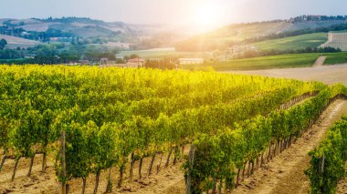 Vineyard peyzaj Toskana, İtalya.
