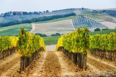 Vineyard peyzaj Toskana, İtalya.